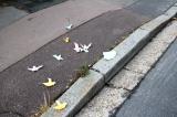 Nous les Oiseaux 7 * 5184 x 3456 * (11.01MB)